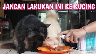 KESALAHAN MERAWAT KUCING PERSIA