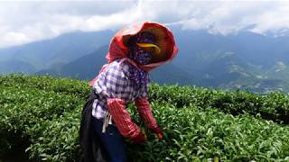 中央山脈翠峰茶產區~ 採茶姑娘（ 4K空拍）