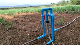 อ้อย:ระบบน้ำหยดในไร่อ้อยตอที่ 4  ผ่านไป45วัน(sugarcane irrigration system in Thailand )