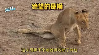 太可怜了为了一块肉母狮被雄狮无情地咬断脊柱命不久矣太现实