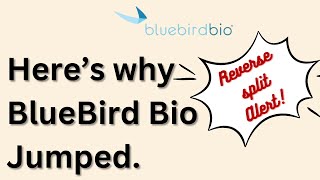 BlueBird Bio: What you need to know about their latest data release \u0026 the reverse stock split.