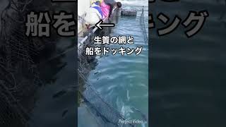 【涙の別れ】キャベツニザダイはくら寿司で会えます #short #fisherman