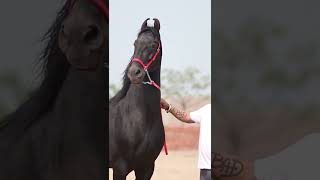 #horse #horses #shorts #viral #viralshorts #jaibajrangbali