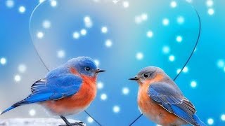 Beautiful Bird ll khubsurat parindy 🐦 aur unki harkatain ll blue birds by Zidi Mano tv