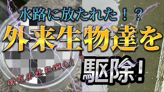 なぜ水路に外来生物が!？駆除しなければ!!!!中には特定外来生物も！？