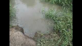 How to piss off Crocodiles