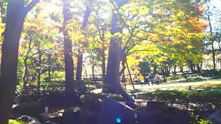 秋の紅葉散歩　荻窪　大田黒公園　2018.11.23