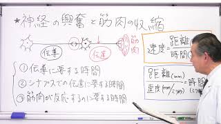 映像授業　高校とってもやさしい生物　第8回　興奮と筋肉の収縮(伝導速度の求め方)