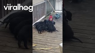 Puppies Topple Toddler || ViralHog