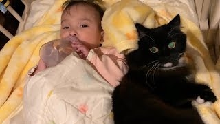 娘の寝かしつけを邪魔する猫　ラガマフィン　Cat hinders sleep of owner's daughter