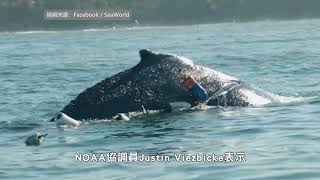 【天下新聞】加州: 座頭鯨被5個浮標繩索纏住  救援人員出手相救 Strangled humpback whale was saved SeaWorld San Diego rescue team