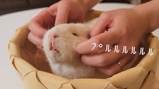 Cute guinea pig weighing