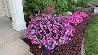 Supertunia Trailing Rose Veined (formally Mini Rose Veined)