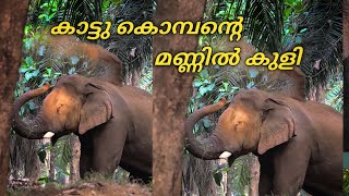 കാട്ടു കൊമ്പന്റെ മണ്ണിൽ കുളി #elephant #wildlife #elephants #plantation