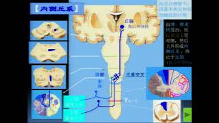 神经系统解剖学：脑干(一)