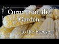 Corn From the Garden to the Freezer! Cut or Cream Corn to Freeze #corn #howto #homestead