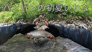 パンパンの初夏いわな【北海道渓流ルアーTrout fishing】