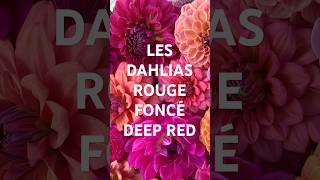 Dahlias Rouge Foncé  Deep Red