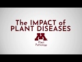 The Impact of Plant Diseases