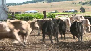 Carey Bros Queensland - Selecting the Best Beef