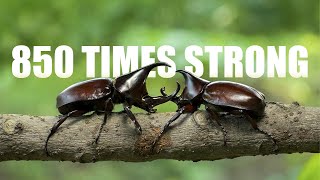 TOP 6 STRONGEST INSECTS IN THE WORLD