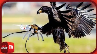 Ελβετία: Εκπαιδεύουν αετούς σε ρόλο anti-drone! | Pronews TV