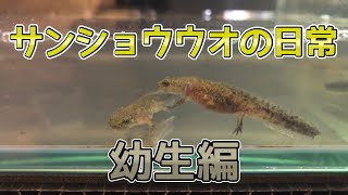 【定点観察】幼生エゾサンショウウオの日常