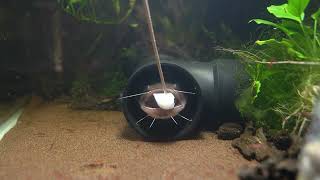 a shy gulper catfish feeding