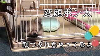 変顔ポン太に癒された　ポメチワミックス子犬　ポン太