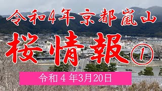 2022年（令和4年）京都嵐山の桜開花情報　十三まいりの法輪寺で寒桜が満開！