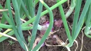 வெங்காய சாகுபடி தொழில் நுட்பம் Onion cultivation  technique