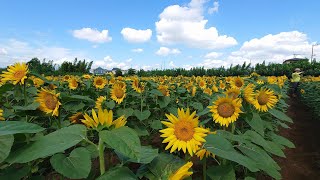 町田市金森のひまわり畑