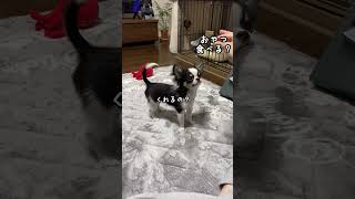 おねだり犬 #shorts