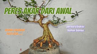 masih belajar pres akar bahan bonsai