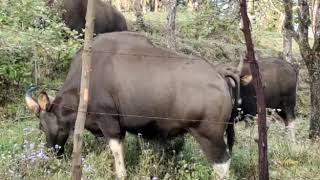 Bison in Kodaikanal on a pear🍐 forest