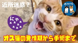 【オス猫】去勢前のオス猫の発情期！近所迷惑級！！