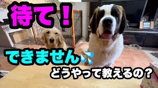 待ての教え方教えて下さい【超大型犬】