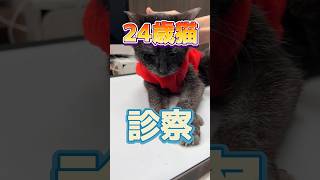 けいれんが止まらない24歳猫が動物病院にやってきた！