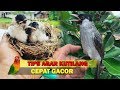 6 TRIK JITU Merawat Burung Kutilang Agar CEPAT GACOR