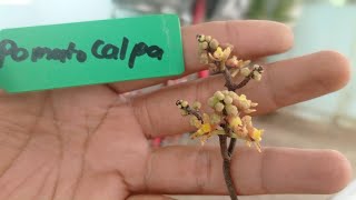 Melestarikan Anggrek pomatocalpa latifolia yang Hampir Punah