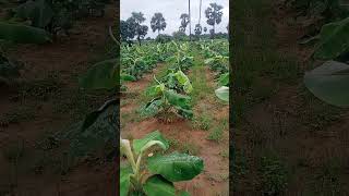 rain period time la வீரியமாக வளரும் நாட்டு வாழை மரம்....