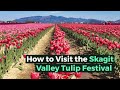 how to visit the skagit valley tulip festival in 2019