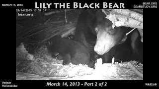 March 14, 2013 - Lily the Black Bear - Part 2 of 2