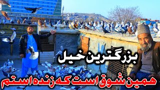 بزرگترین خیل کفتردر کابل - کفترجنگی هنر ندارد || Biggest Pigeons group - Old Kabul pigeon lovers ♥