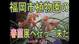 福岡市植物園で開催されている春蘭展へ行って来た