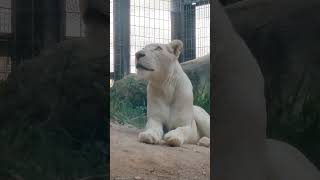 正月🎍㉟ホワイトライオン・白獅子・リズムちゃん・沖縄こどもの国・・・White_Lion・Okinawa Zoo \u0026 Museum(20250104)