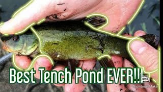 My New Favourite Tench Pond- UNDER WATER RELEASE FOOTAGE