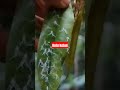 Ini penampakan penyakit pada daun durian #petanidurian #durianmusangking #durianpremium #shortvideo