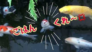 笑！早くごはんちょーだいヨー！鯉の餌やり#carp#Feedthecarp