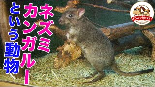 【奇妙奇天烈】ネズミ？ウサギ？いいえ、ネズミカンガルーです…小さくてかわいいカンガルーのスゴ技とは!?【どうぶつ奇想天外／WAKUWAKU】